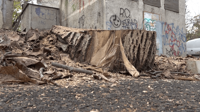 ВИДЕО: Отстраниха две опасни дървета на ул. "Мадарски конник" в Русе
