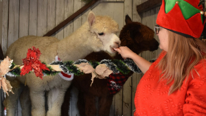 Още една атракция на Коледния базар в Разград от днес: снимки с алпаките Джак и Джеймс  