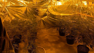 Русенската полиция разкри оранжерия за марихуана, различни видове дрога и оръжия при две акции