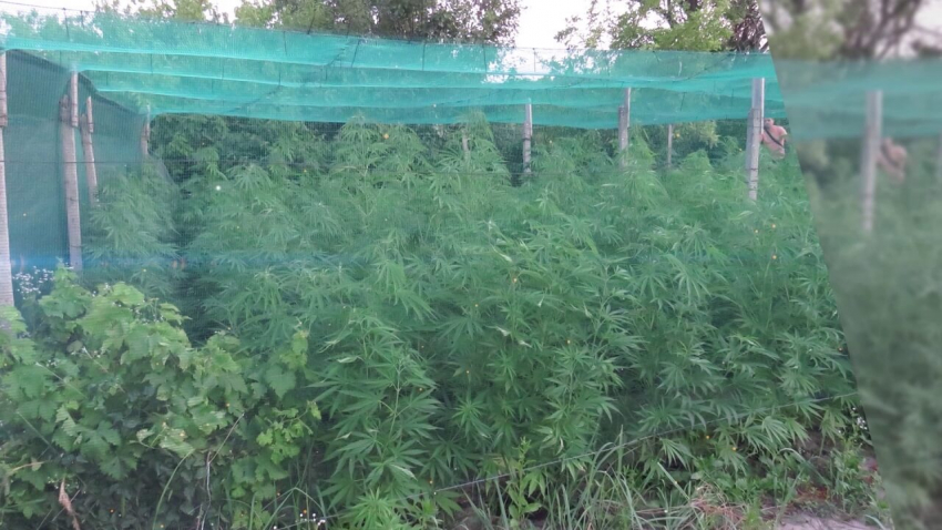 Разкриха голяма плантация от канабис при спецоперация на полицията в Русе