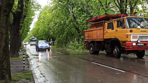 Голямо дърво се прекърши на ул. &quot;Плиска&quot; в Русе, движението бе временно затруднено