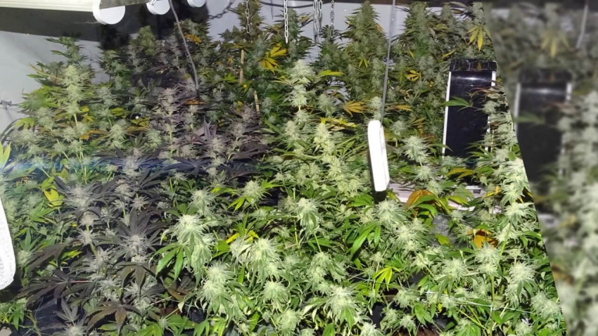 Русенската полиция разби наркооранжерия в област Велико Търново