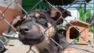 Община Русе започва кампания за безплатно чипиране на кучетата