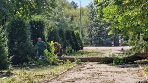 В парковите пространства пораженията по растителността са големи