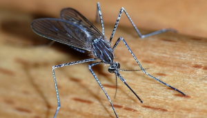 Община Сливо поле обяви кога ще се пръска срещу комари през следващата седмица