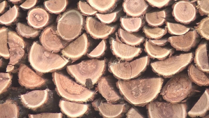 Община Разград предоставя над 1300 кубика дървесина за следващия отоплителен сезон