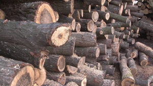 Утвърдиха нови цени за продажба на дървесина от общинското предприятие в Разград