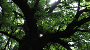 Нови вековни дървета са обявени за защитени в землището на Русе