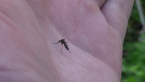 Кметът на Сливо поле: Държавата трябва да се включва по-навременно в борбата с комарите
