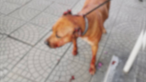 Бруталност в Русе: Мъж отряза ушите и удари с брадва кучето си, защото го ухапало