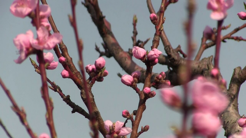 Овощарите в Североизточна България са &quot;опряни до стената&quot; заради инфлацията