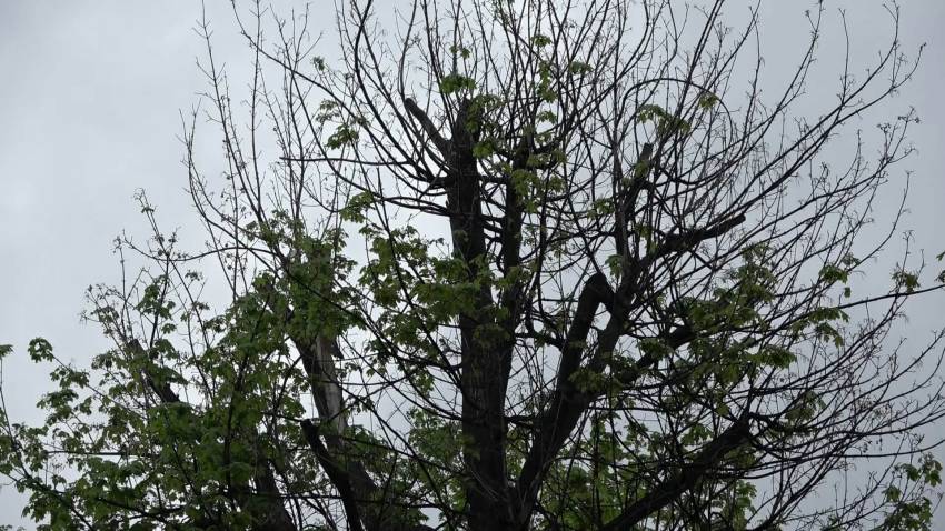 След сигнали до КИС 13: Как и кога се извършва санитарна резитба на дърветата в Русе?