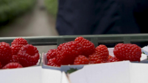 Производителите на малини и ягоди изпращат трудна година