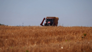 Между 600 и 700 килограма хлебна пшеница за декар очакват в Разградско