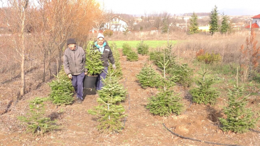 Между 18 и 40 лева даваме за естествено Коледно дръвче от разсадниците край Търговище