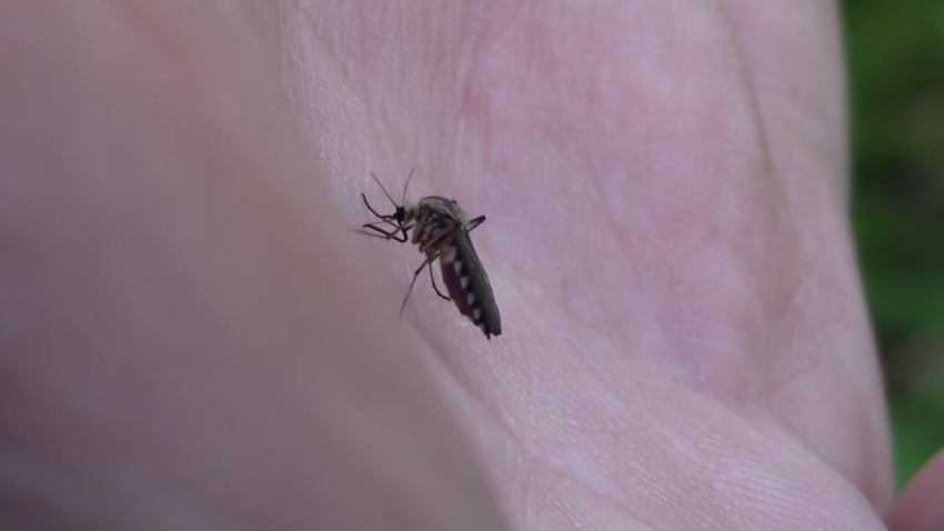 От днес започва пръскането срещу комари на територията на община Сливо поле
