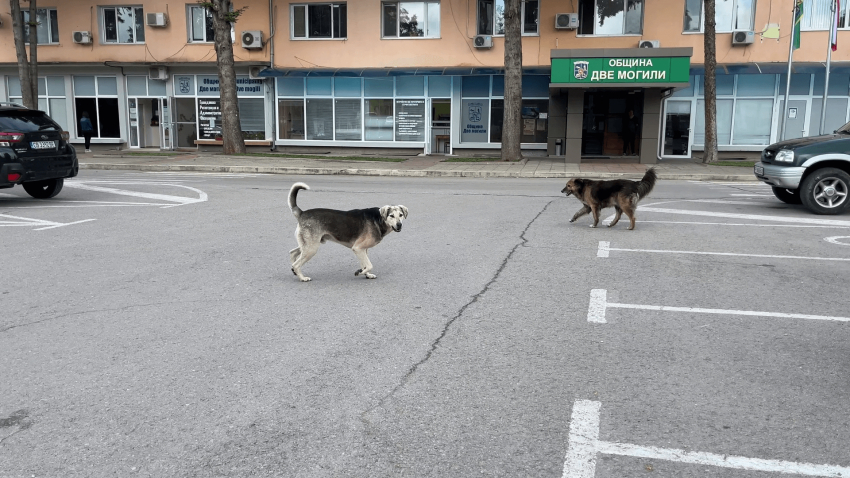 ВИДЕО: Кметът на Две могили: Промяна в закона е единственият начин за справяне с оставянето на домашни кучета на улицата