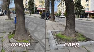 Започнаха ремонти на тротоари в Разград, на които израснали дървета са повдигнали плочките 