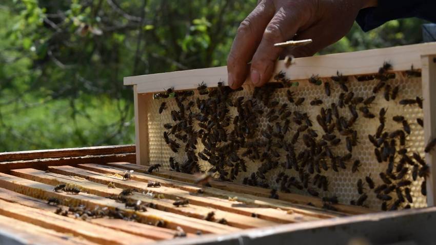 Разходите на пчеларите в Русенско растат, все повече се отказват или продават бизнеса си