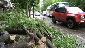 Ще засаждат нови дървета на мястото на унищожените от вчерашната буря в Русе