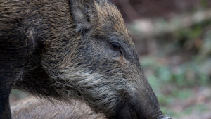 Чумата по свинете се завръща в Русенско, установени са 3 случая от октомври досега