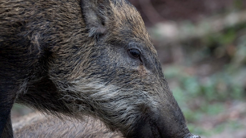 ВИДЕО: Чумата по свинете се завръща в Русенско, установени са 3 случая от октомври досега