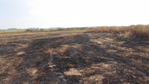 Пореден пожар в защитената местност &quot;Калимок - Бръшлен&quot;, РИОСВ вече оцени засегната площ