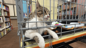 ВИДЕО: В Русе показват изложба на спасени котки, търсещи си дом