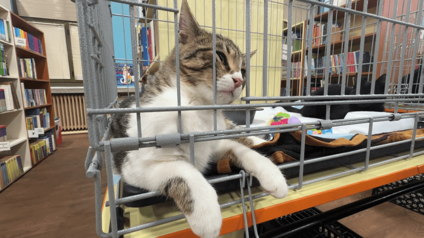 ВИДЕО: В Русе показват изложба на спасени котки, търсещи си дом