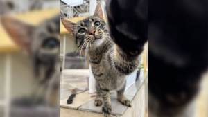 Масово тровят котки с антифриз в русенски квартал, умъртвените животни са вече 8