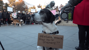 Русенци излизат на нов протест срещу насилието над животни
