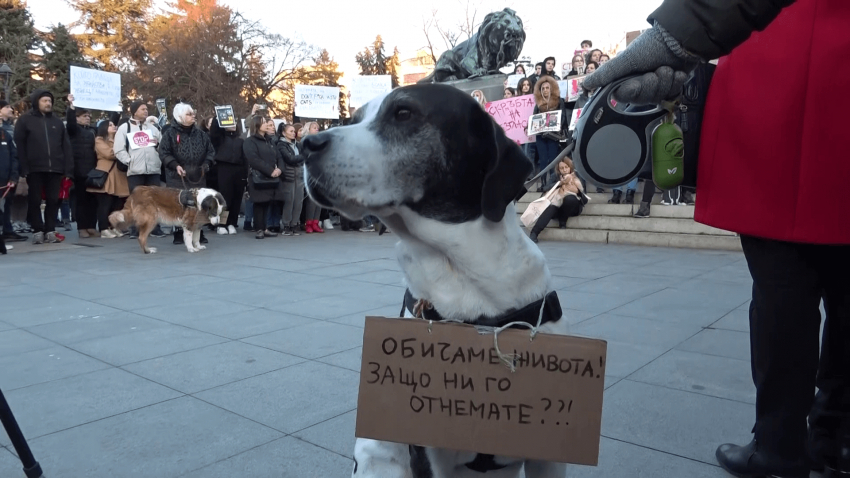 Русенци излизат на нов протест срещу насилието над животни