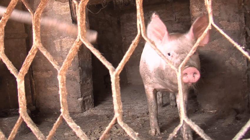 ВИДЕО: Вземат мерки по границата заради случай на африканска чума по свинете край Гюргево